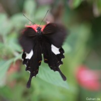 Papilio helenus Linnaeus, 1758